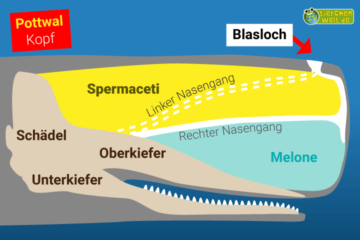 Der Kopf des Pottwals