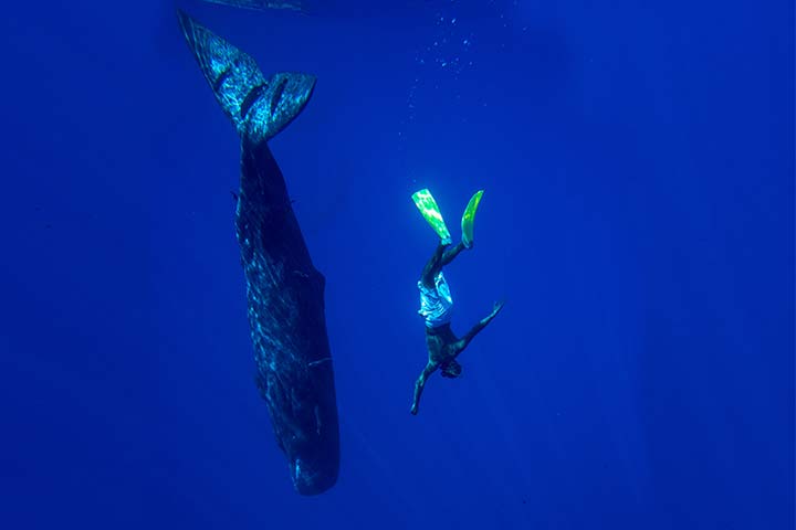 Größenvergleich: ein Pottwal und ein Mensch