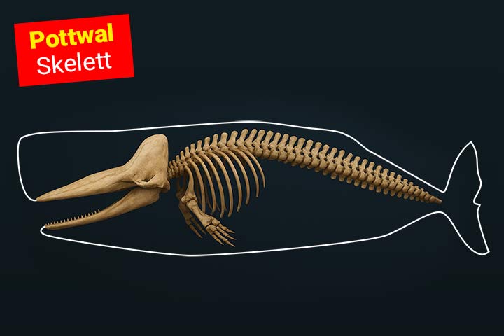 Das Skelett eines Pottwals