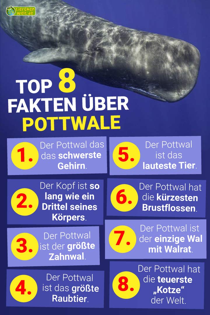 8 Merkmale und Fähigkeiten, die den Pottwal zum Meister der Tiefsee machen