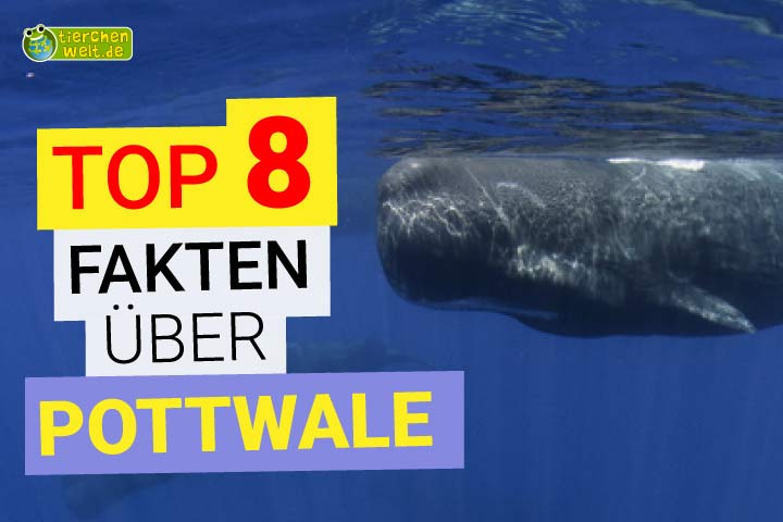 8 Fakten über Pottwale