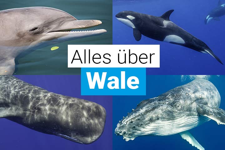 Alles über Wale
