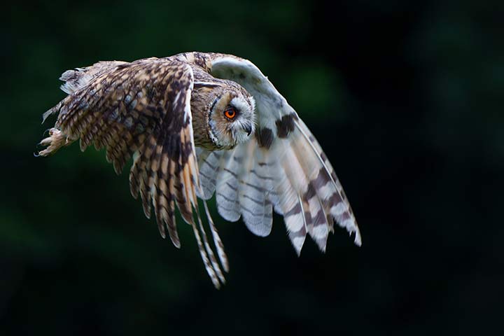 Waldohreule im Flug