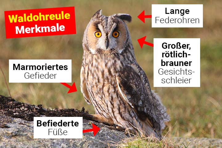 Waldohreule Merkmale