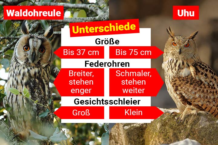 Waldohreule oder Uhu - Wo ist der Unterschied?