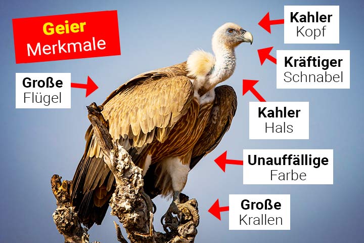 Geier Körperbau und Aussehen