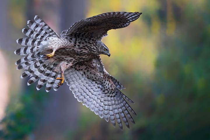 Mäusebussard im Flug
