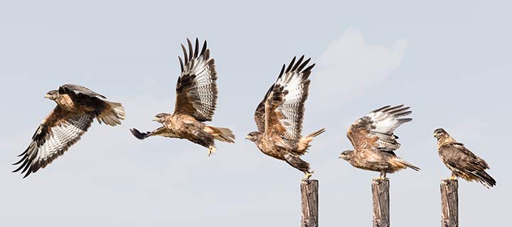 Mäusebussard beim Abheben