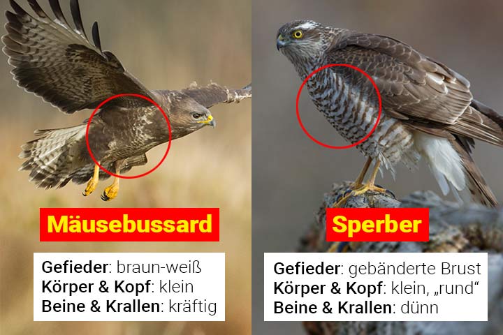 Mäusebussard oder Sperber - Wo ist der Unterschied?