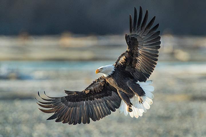 Der Weißkopfseeadler hat eine große Spannweite