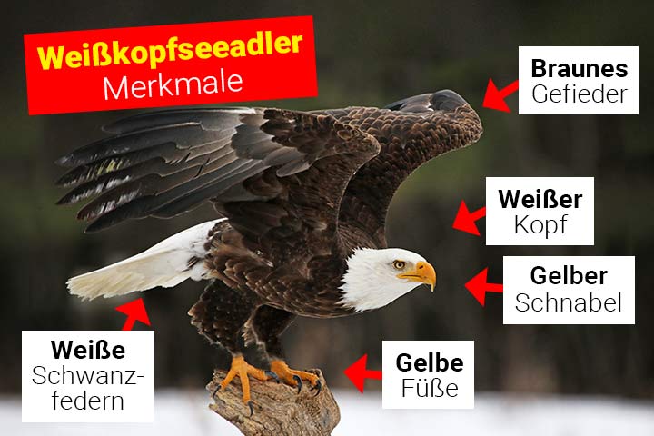 Weißkopfseeadler Merkmale