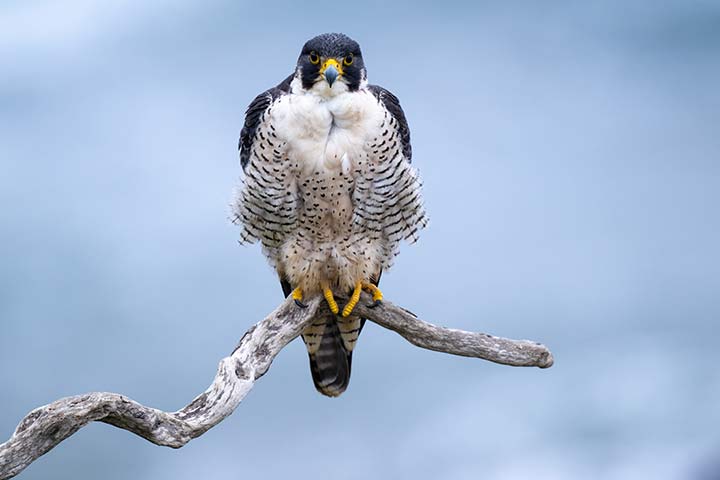 Der Wanderfalke hat ein spannende Brustgefieder