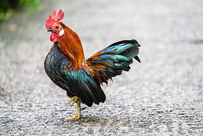Huhn