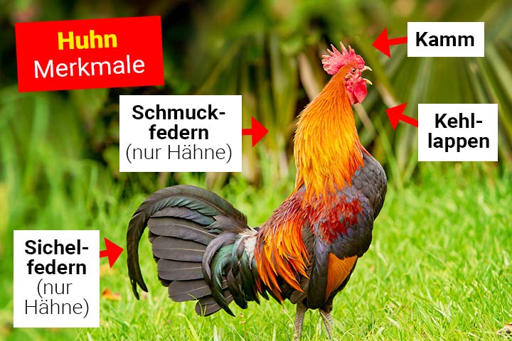 Huhn - Körperbau und Aussehen
