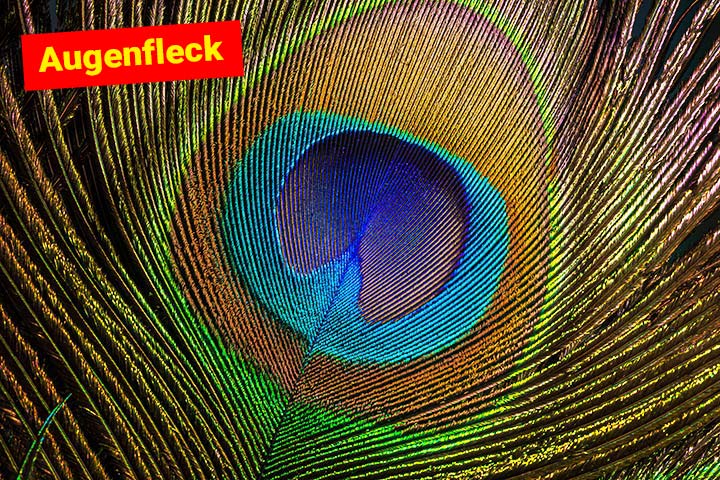 Ein Augenfleck auf einer Pfauenfeder