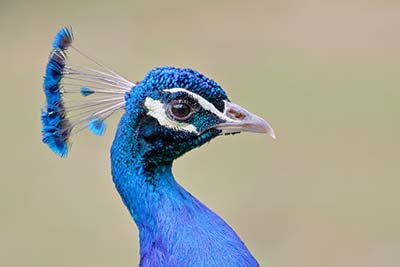 Pfau