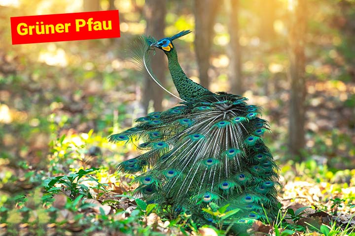Grüner Pfau