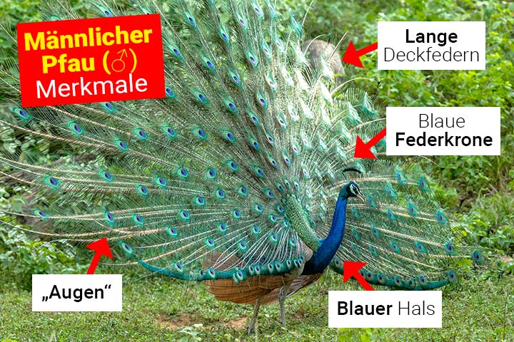 Männlicher Pfau - Körperbau und Aussehen