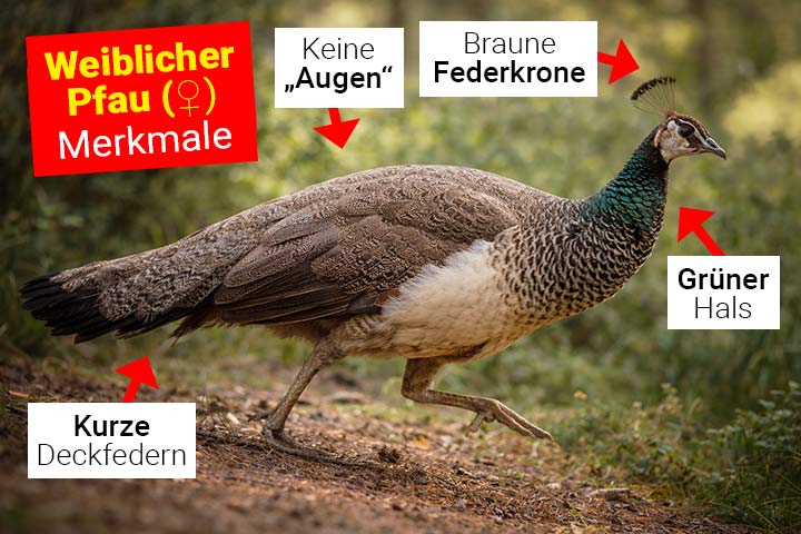 Weiblicher Pfau - Körperbau und Aussehen