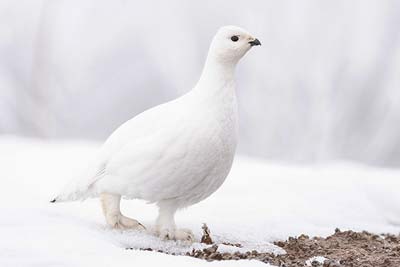 Schneehuhn