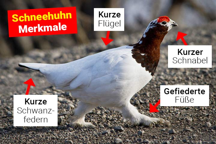 Schneehuhn Körperbau und Aussehen