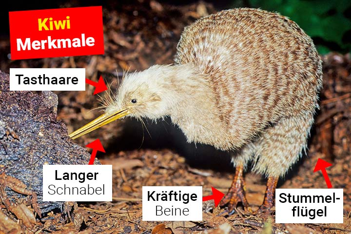 Kiwi