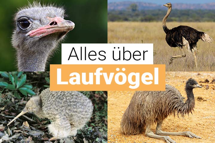 Alles über Laufvögel