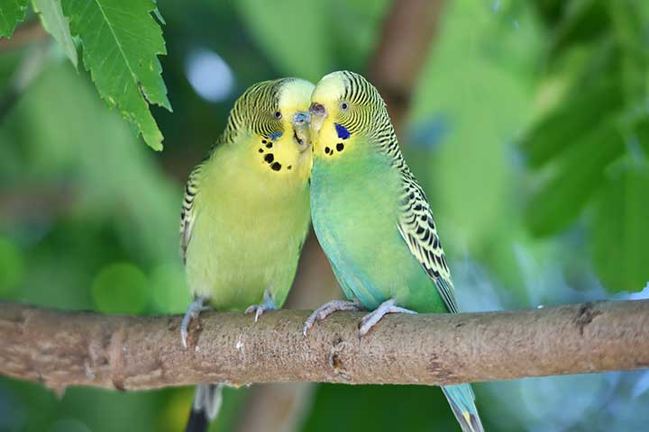 Wellensittich in einem kleinen Käfig