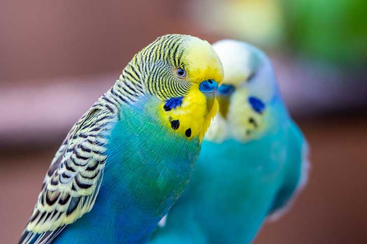 Wellensittiche sollten nie alleine gehalten werden