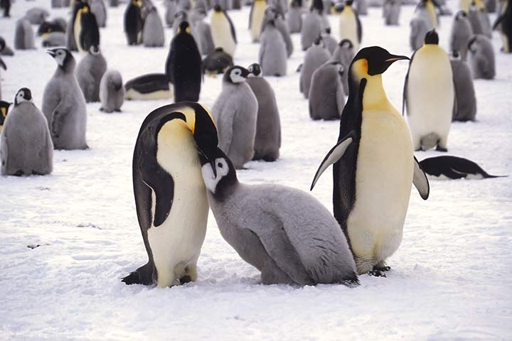 Kaiserpinguin-Küken wird gefüttert