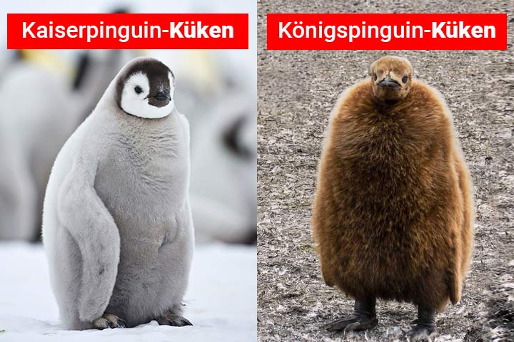 Unterschied zwischen Kaiserpinguin- und Königspinguin-Küken