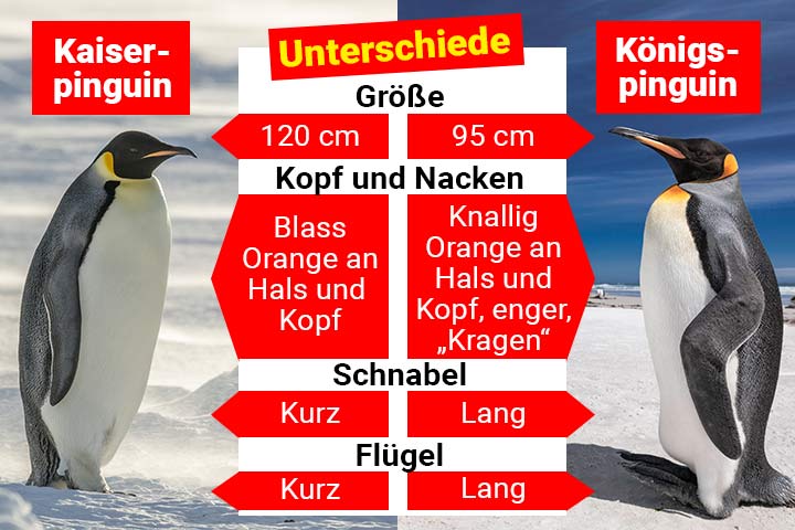 Kaiserpinguin oder Königspinguin – Wo ist der Unterschied?