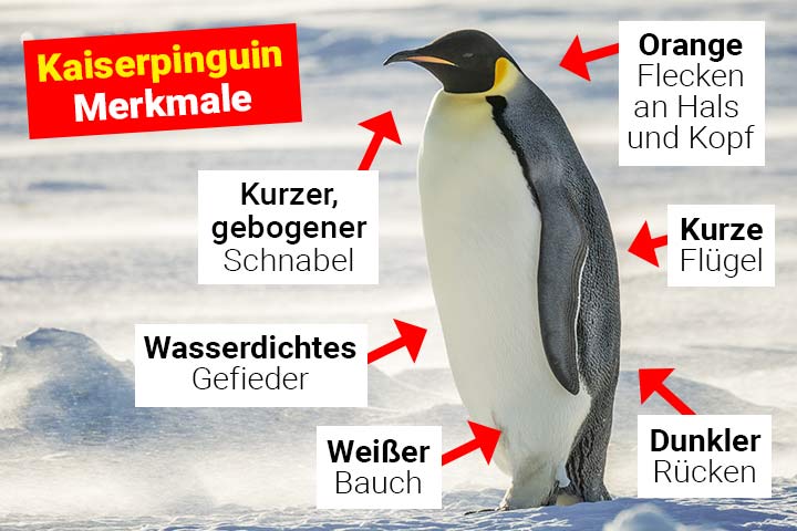 Kaiserpinguin Merkmale