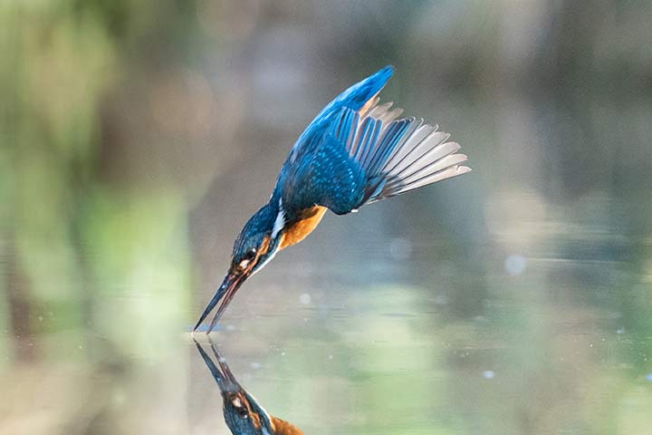 Ein Eisvogel fliegt im Sturzflug ins Wasser, um einen Fisch zu erbeuten