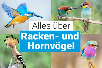 Alles über Rackenvögel und Hornvögel