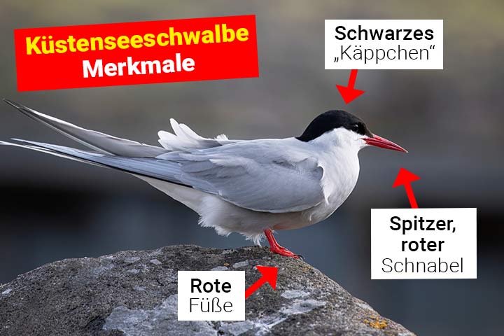 Küstenseeschwalbe Merkmale