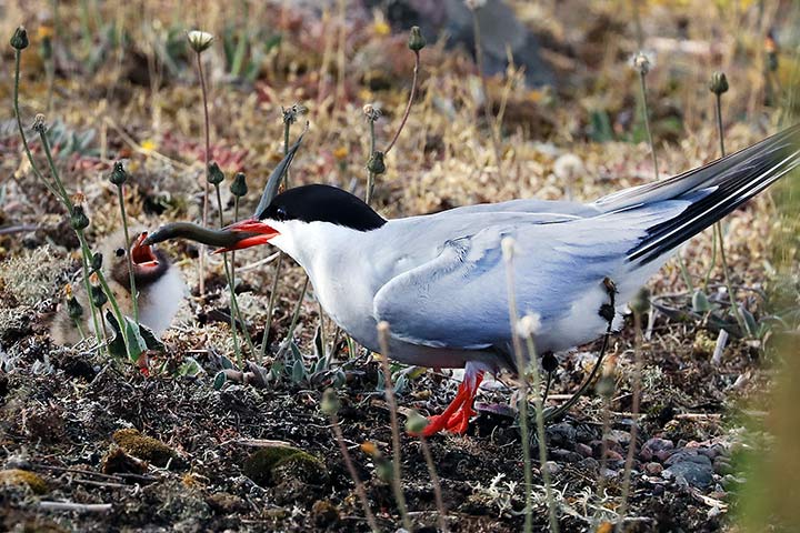 Küstenseeschwalbe - Mutter mit Küken