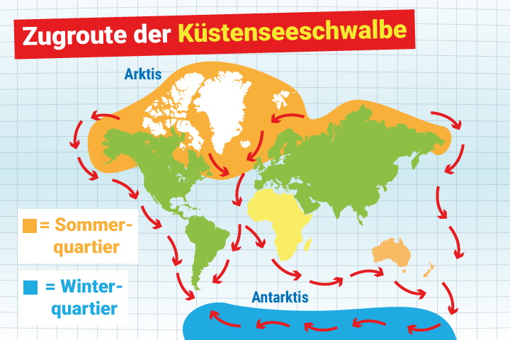 Küstenseeschwalbe - Flugroute