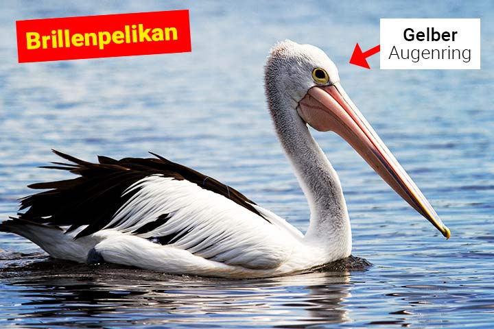 Brillenpelikan