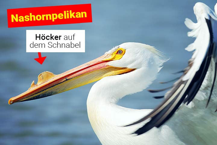 Nashornpelikan