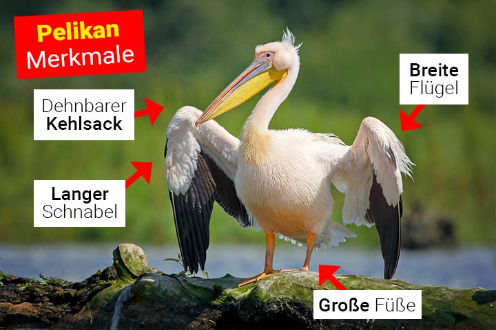 Pelikan
