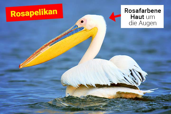 Rosapelikan
