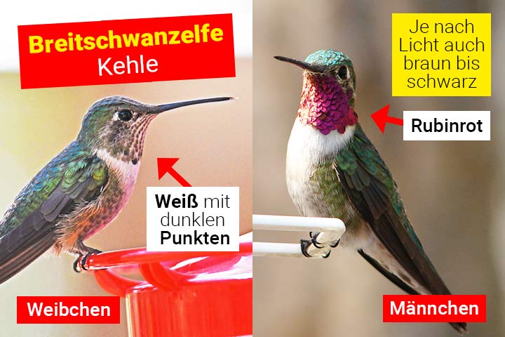 Breitschwanzelfe - Unterschied zwischen Männchen und Weibchen