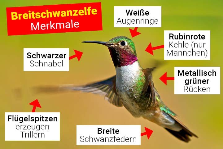 Breitschwanzelfe-Kolibri Aussehen und Körperbau