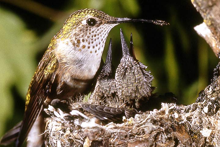 Weibliche Breitschwanzelfe im Nest mit ihren Küken