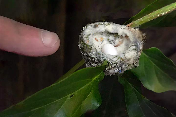 Nest eines Kolibris mit Eiern - zum Größenvergleich ein menschlicher Finger