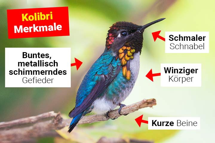 Kolibri Körperbau und Aussehen