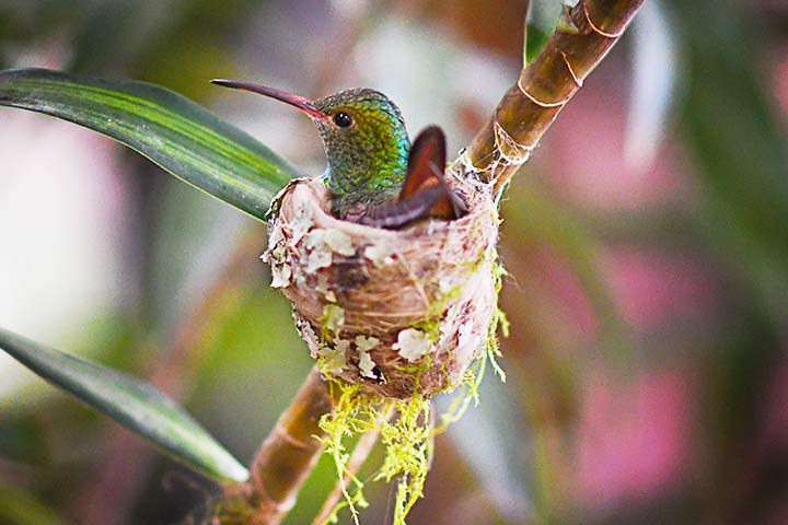 Ein Kolibriweibchen brütet Eier in ihrem Nest aus