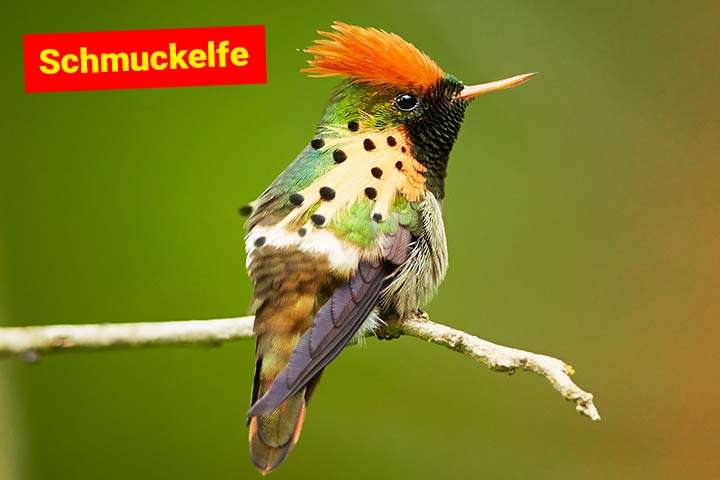 Schmuckelfe