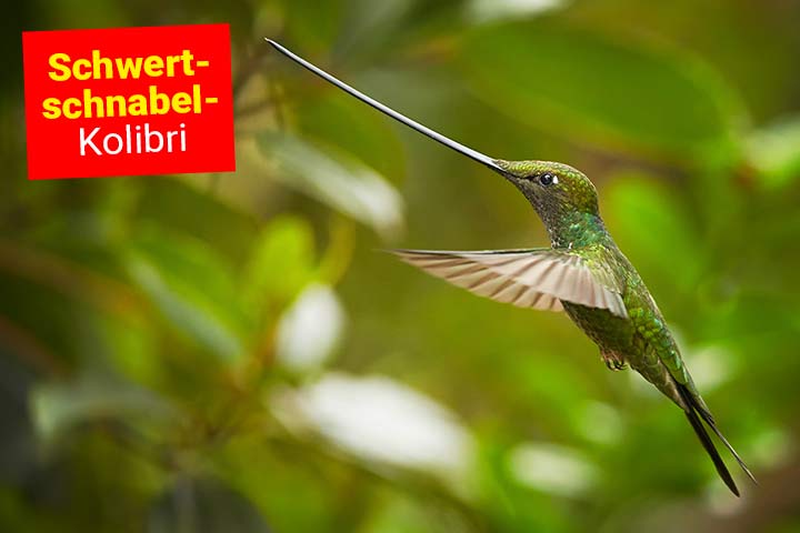 Schwertschnabelkolibri